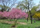 The peaches blosom and willows turn green